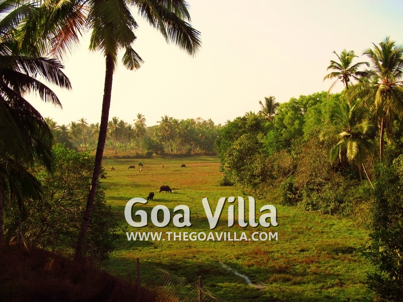 Colva Holiday Home