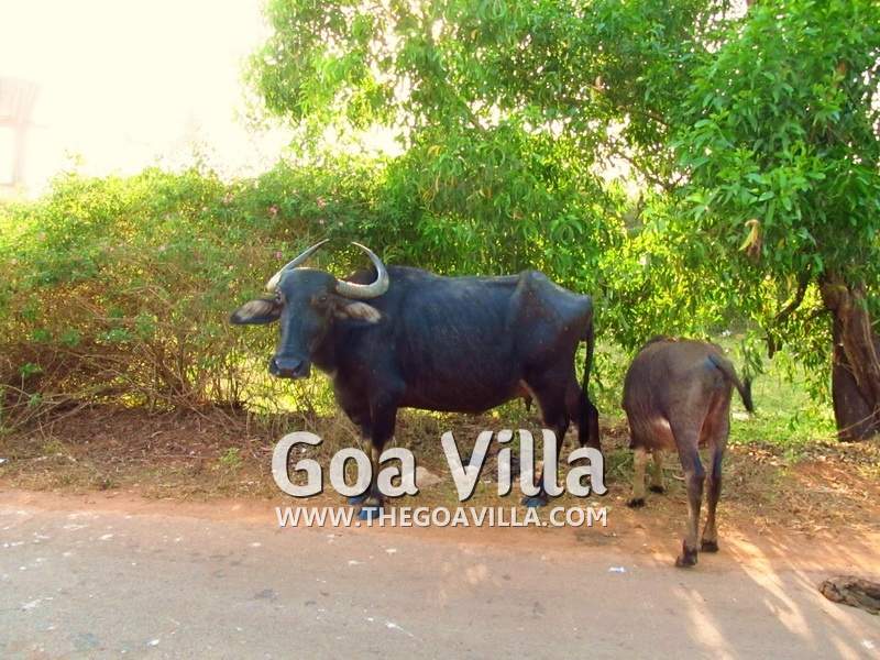 Colva Holiday Home