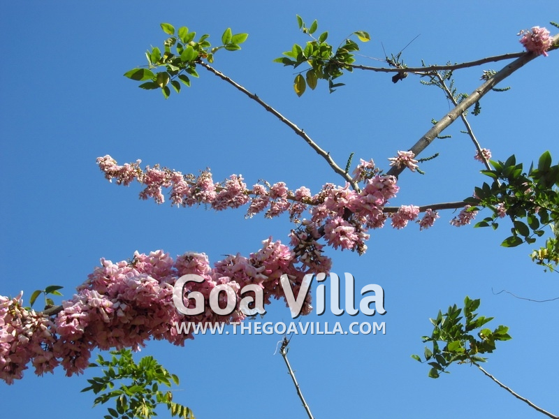 Villa Paradiso