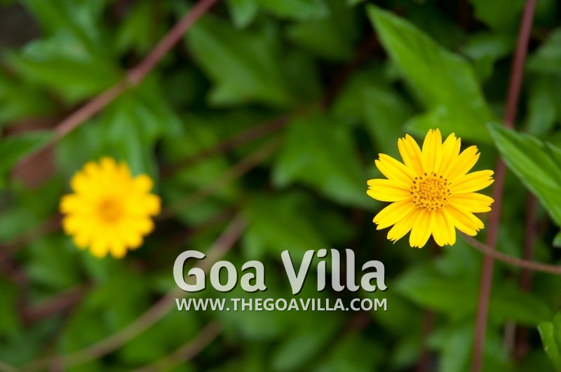 Villa Ashvini