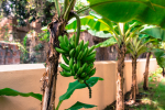 Sapana County Villa