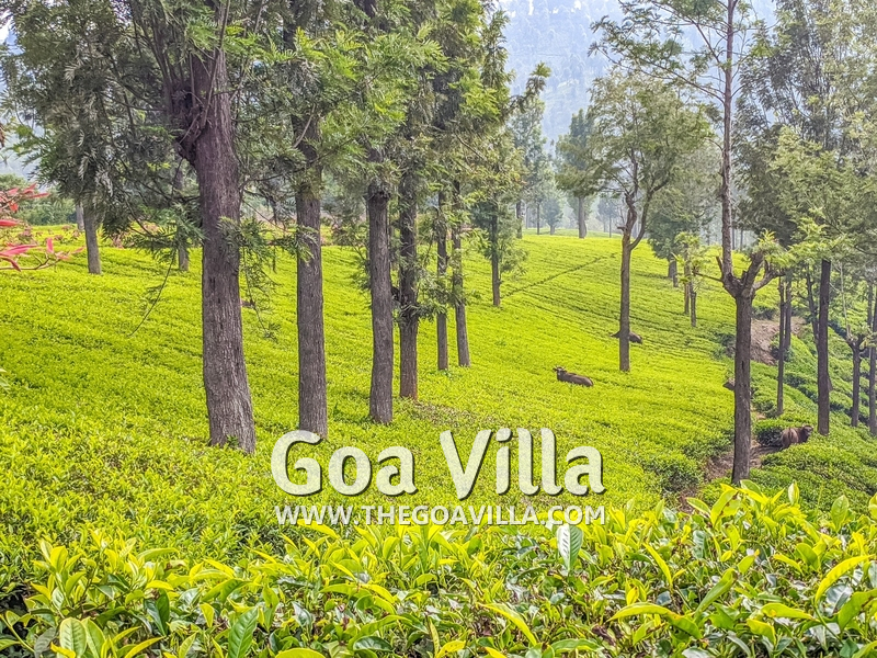 Coonoor Villa