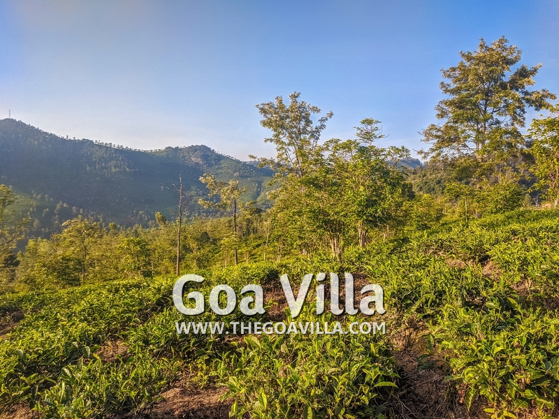 Coonoor Villa
