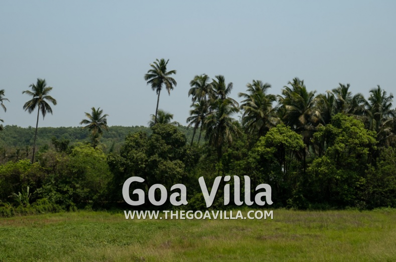Villa Green Oasis