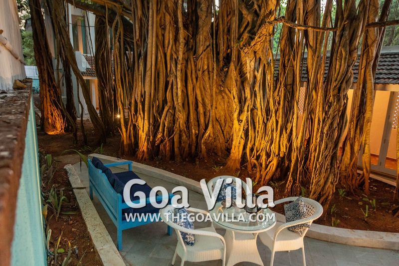 Banyan