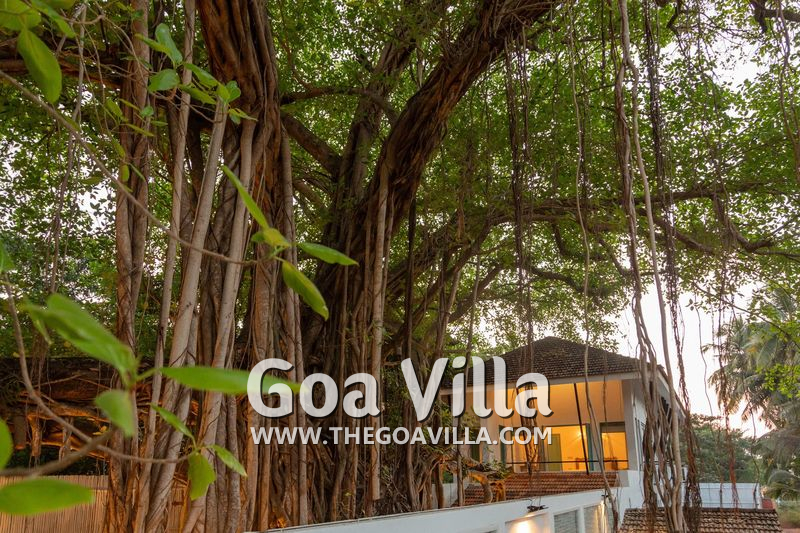 Banyan