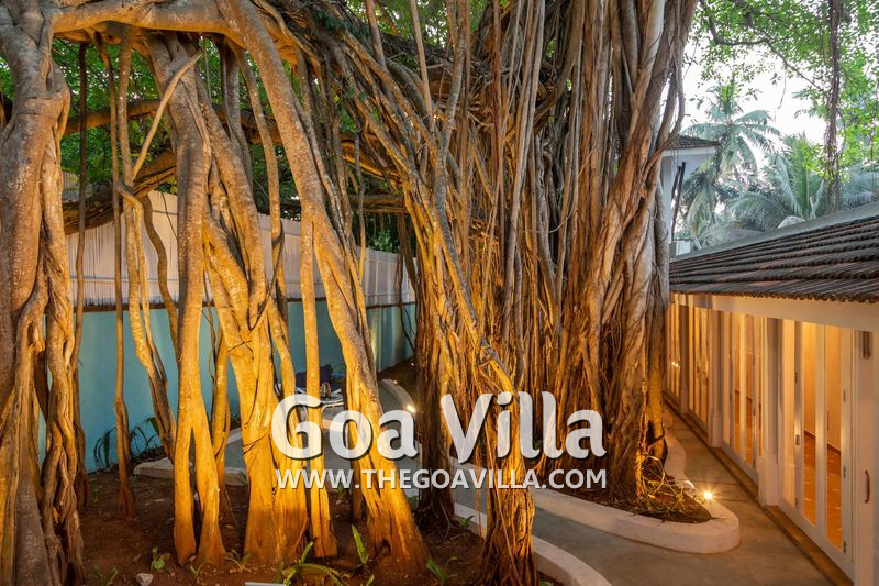 Banyan