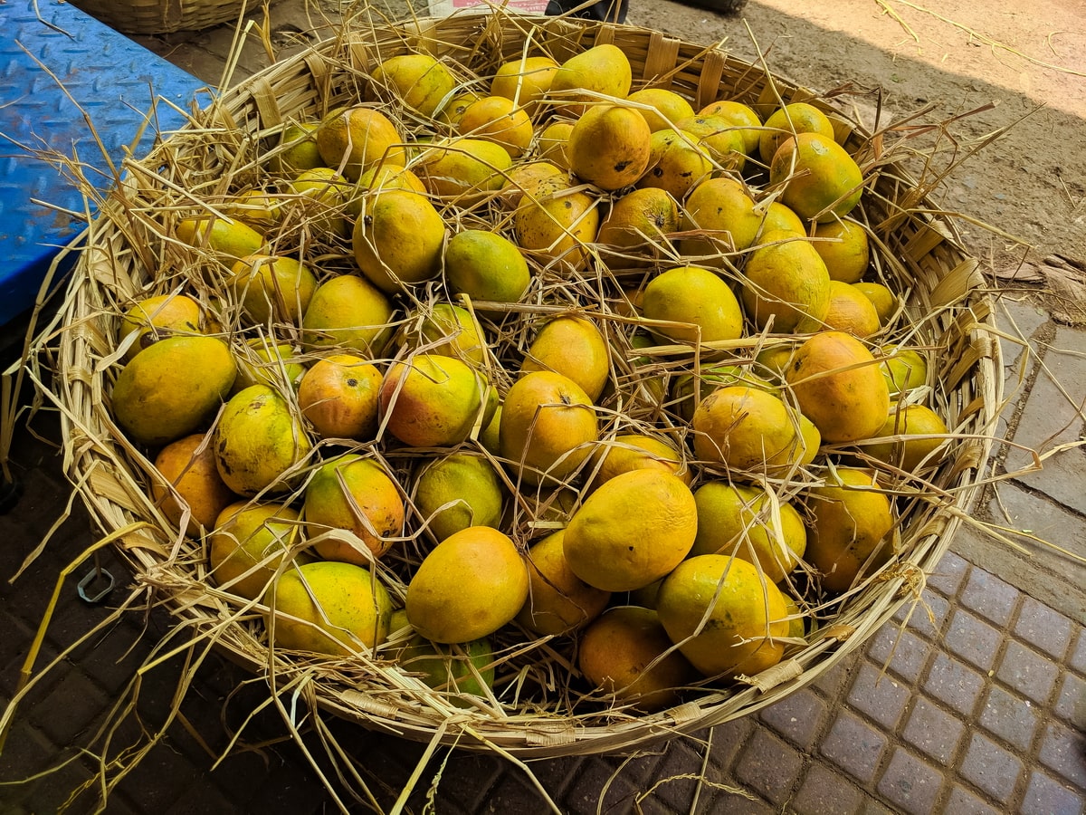 Fruits of Goa Guide 2019]