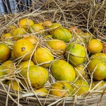 Goa Fruits Gallery: Mango, Watermelon, Papaya, Banana, Pineapple, photo 6