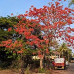 Goa May Gallery: Markets, Fruits, Weather, Beaches, photo 7