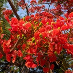 Goa May Gallery: Markets, Fruits, Weather, Beaches, photo 24