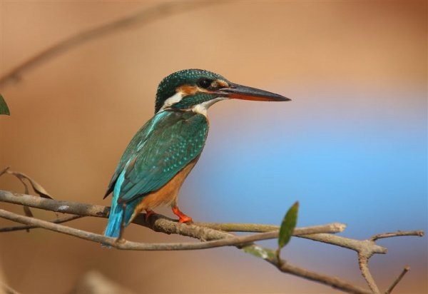 Kingfisher